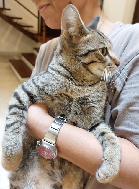 Boku - Domestic Short Hair Cat