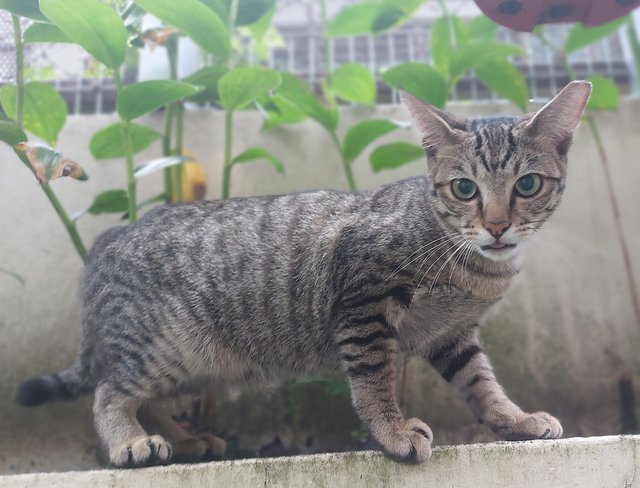 Boku - Domestic Short Hair Cat