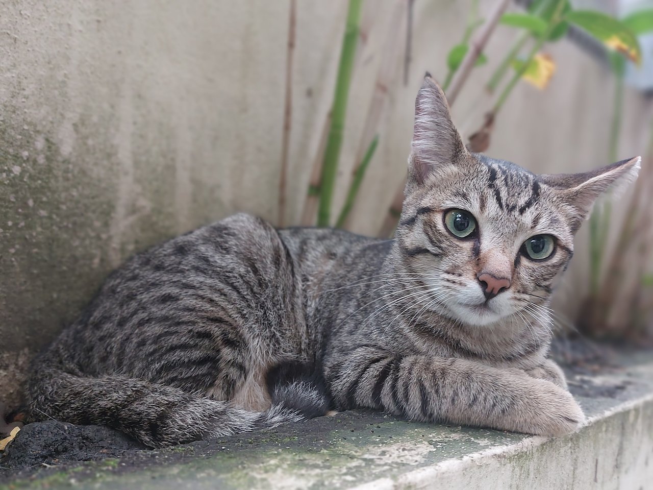 Boku - Domestic Short Hair Cat