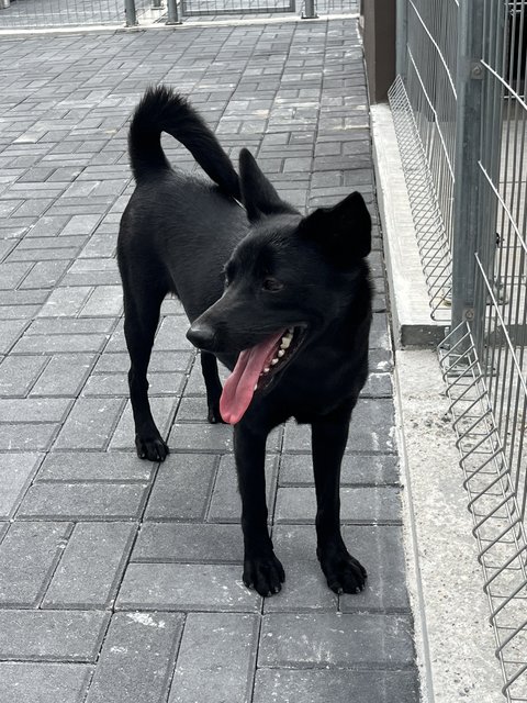 Neo - Shepherd Dog