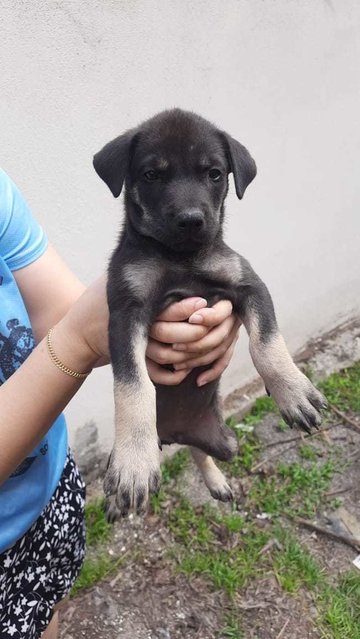 Cute Puppies - 6  - Mixed Breed Dog