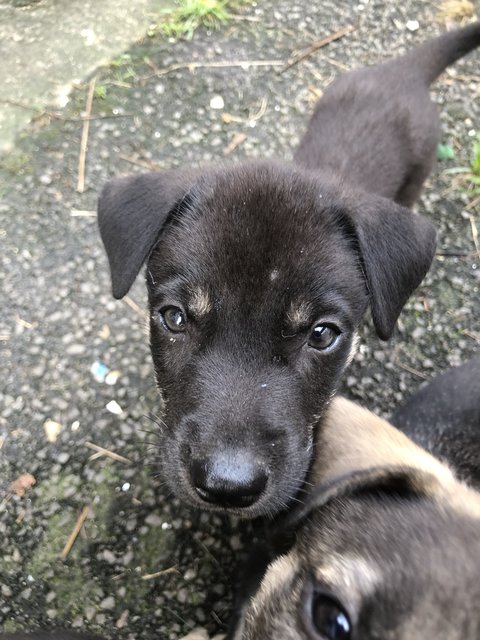 Cute Puppies - 6  - Mixed Breed Dog