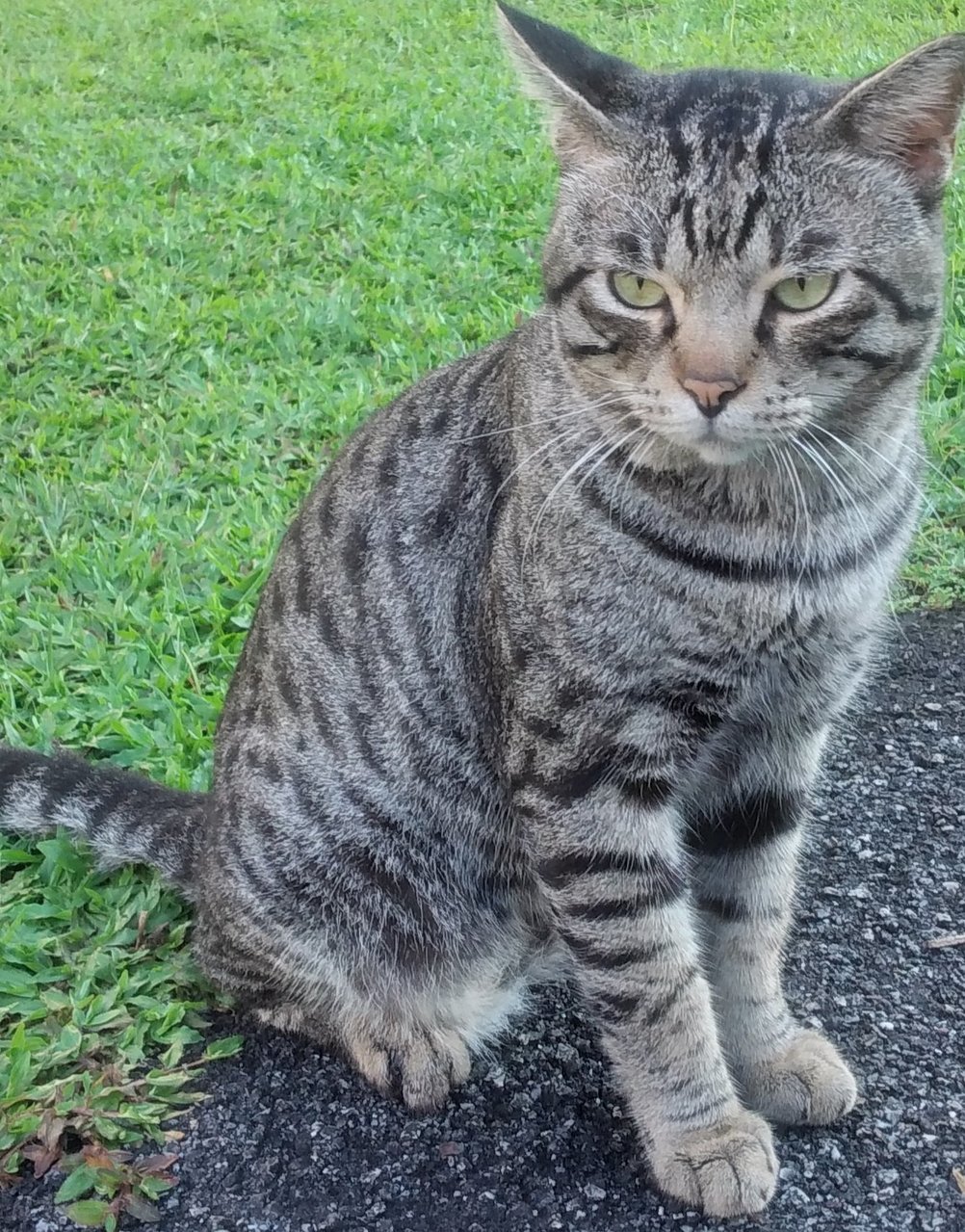 Tommy - Domestic Short Hair Cat