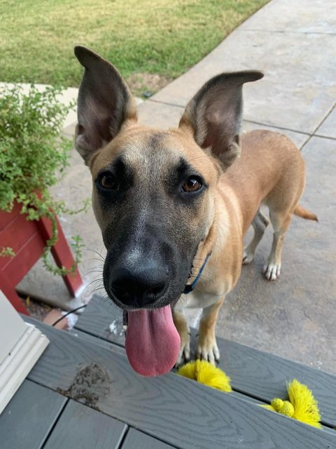 Rocky - German Shepherd Dog Mix Dog