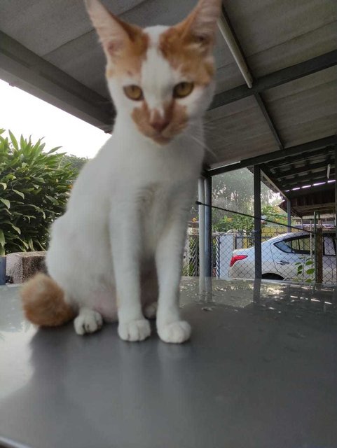 Mew Mew Found At Subang Jaya (J) - Domestic Short Hair Cat