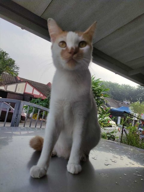 Mew Mew Found At Subang Jaya (J) - Domestic Short Hair Cat