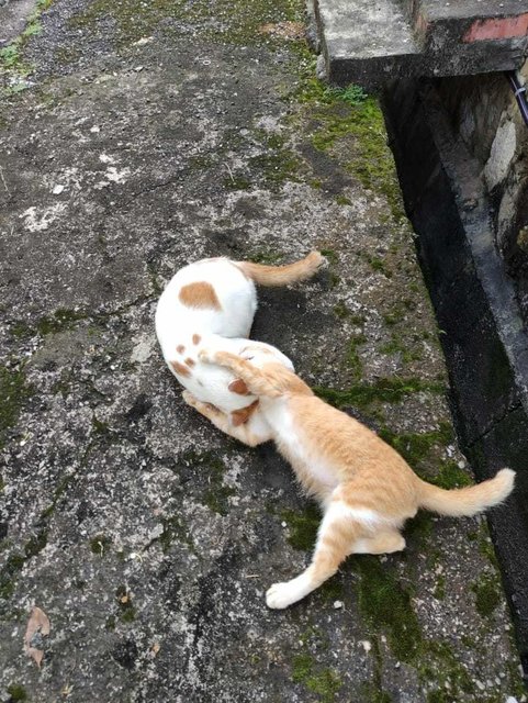 Mew Mew Found At Subang Jaya (J) - Domestic Short Hair Cat