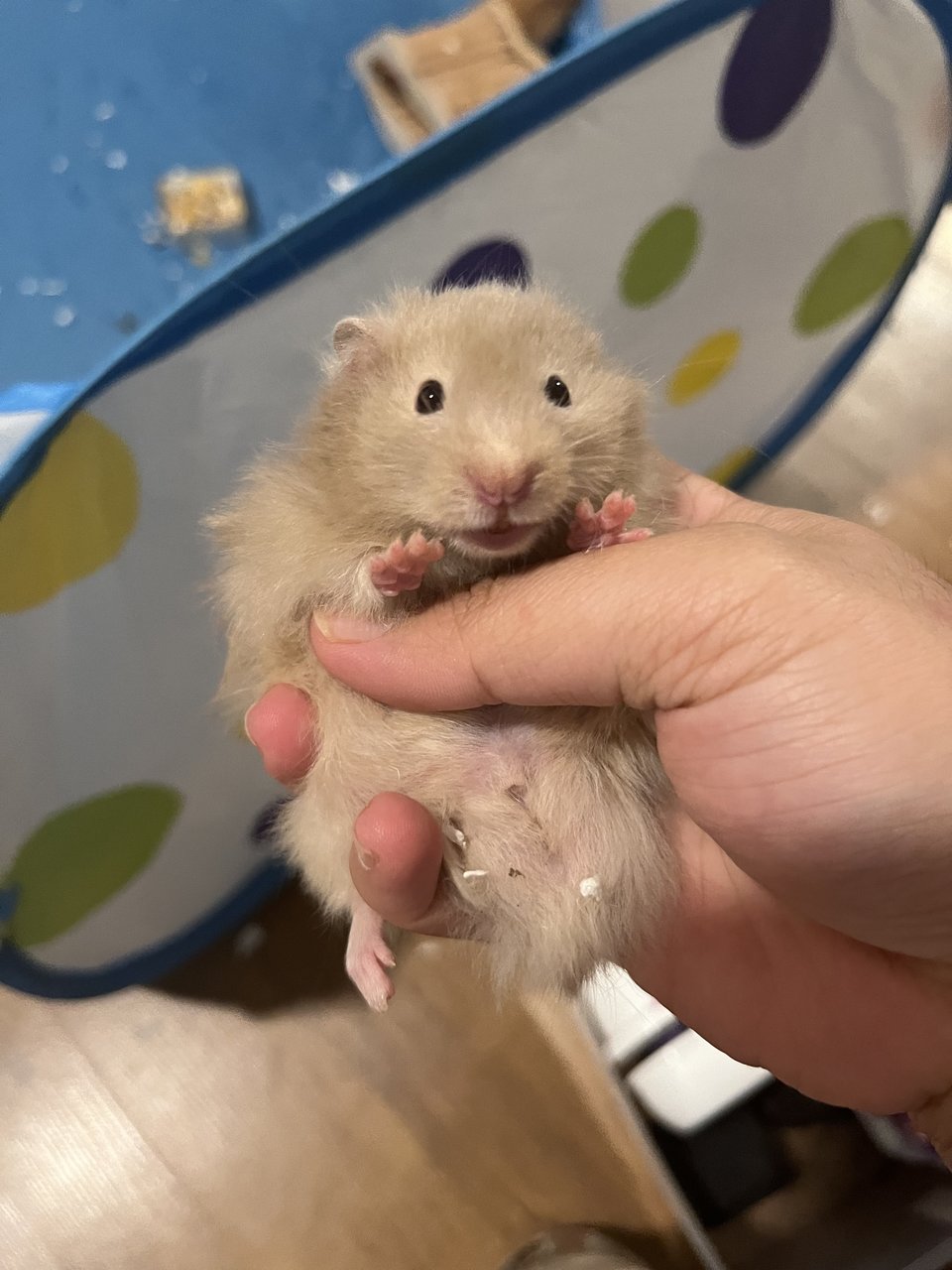 Syrian Big Bone Baby Hamster - Syrian / Golden Hamster Hamster