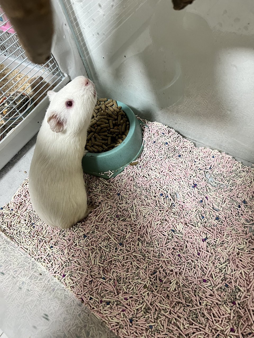 Guinea Pigs - Guinea Pig Small & Furry