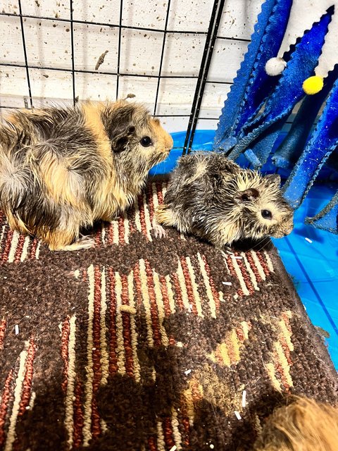 Guinea Pigs - Guinea Pig Small & Furry