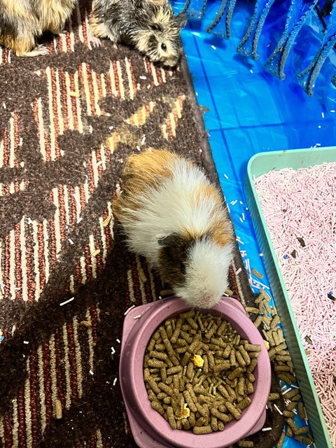 Guinea Pigs - Guinea Pig Small & Furry