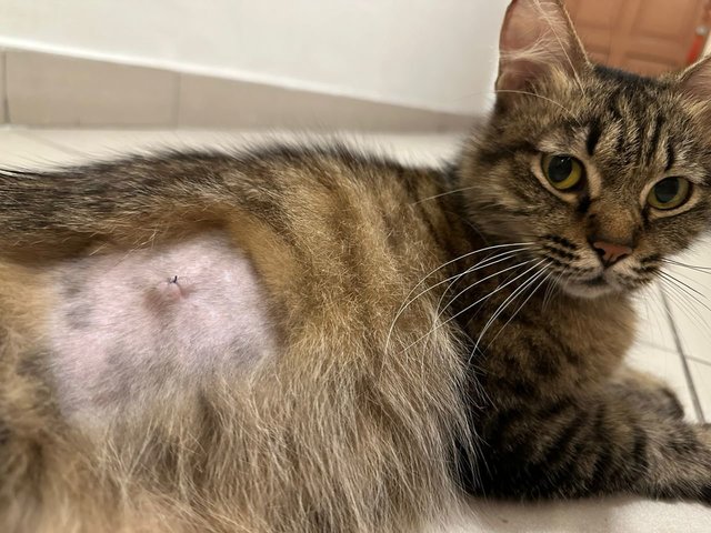 Sasa's neutered wound has since recovered