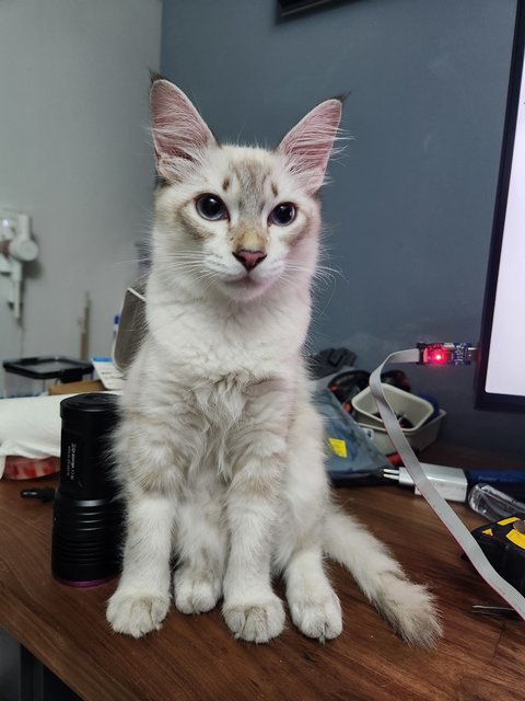  Keio And Ginger - Bonded Pair - Domestic Short Hair + Domestic Medium Hair Cat