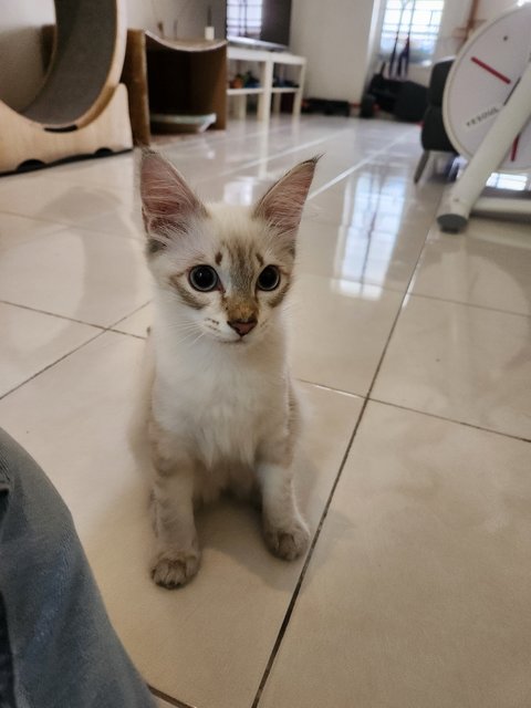  Keio And Ginger - Bonded Pair - Domestic Short Hair + Domestic Medium Hair Cat