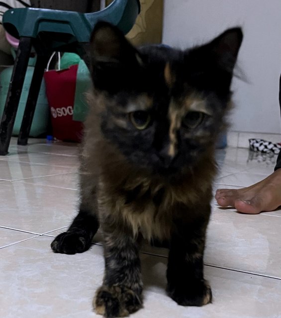 Angel And Lucy - Domestic Long Hair + Turkish Angora Cat