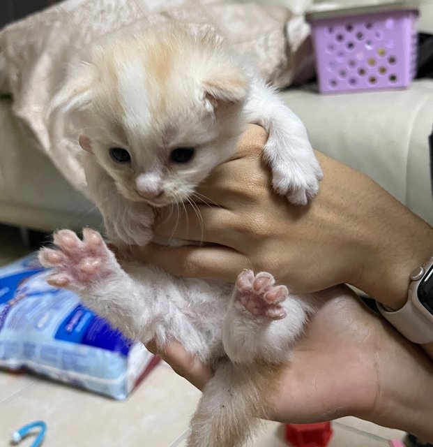 Angel And Lucy - Domestic Long Hair + Turkish Angora Cat