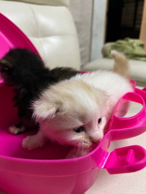 Angel And Lucy - Domestic Long Hair + Turkish Angora Cat