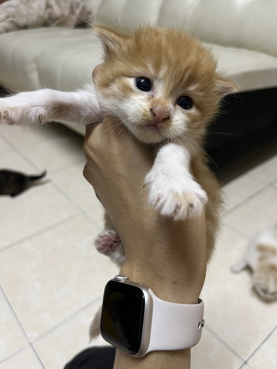 Luffy - Turkish Angora + Domestic Medium Hair Cat