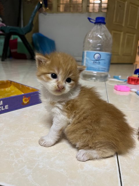 Luffy - Turkish Angora + Domestic Medium Hair Cat