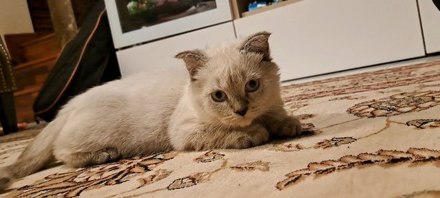 Chan - British Shorthair + Scottish Fold Cat