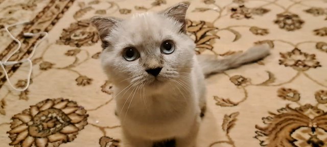 Chan - British Shorthair + Scottish Fold Cat