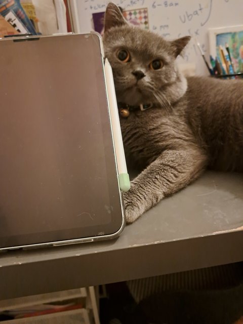 Chan - British Shorthair + Scottish Fold Cat