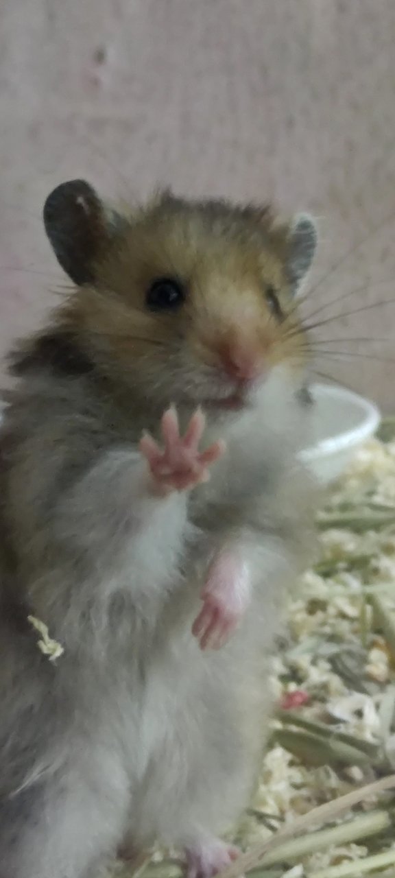 Baby Syrain Hamster - Syrian / Golden Hamster Hamster