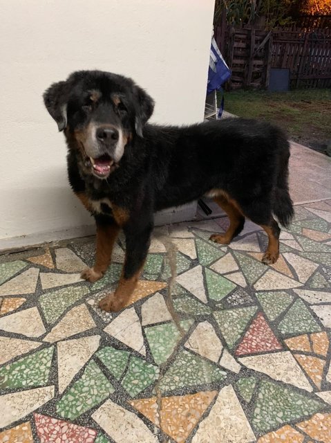 Sergio - Tibetan Mastiff Dog