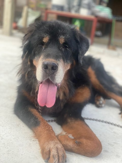 Sergio - Tibetan Mastiff Dog