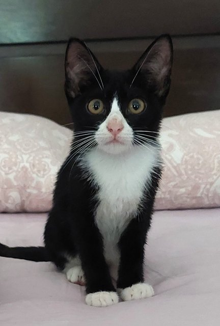 Olive, Pepper &amp; Tux - Domestic Short Hair Cat