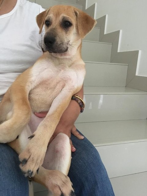 Dora Cutey - Mixed Breed Dog