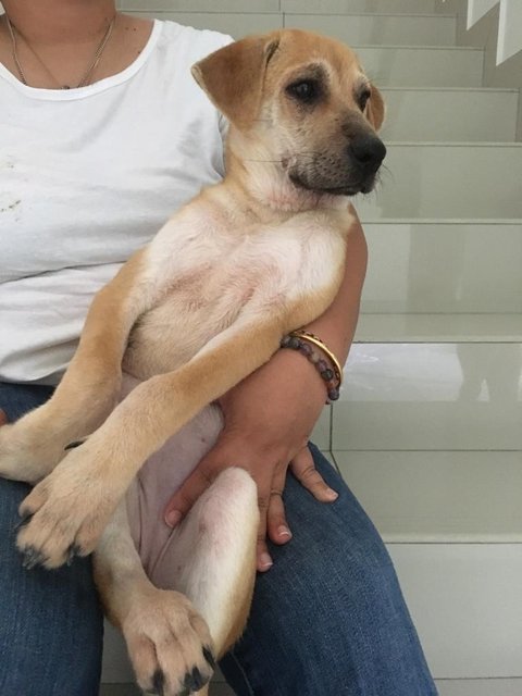 Dora Cutey - Mixed Breed Dog