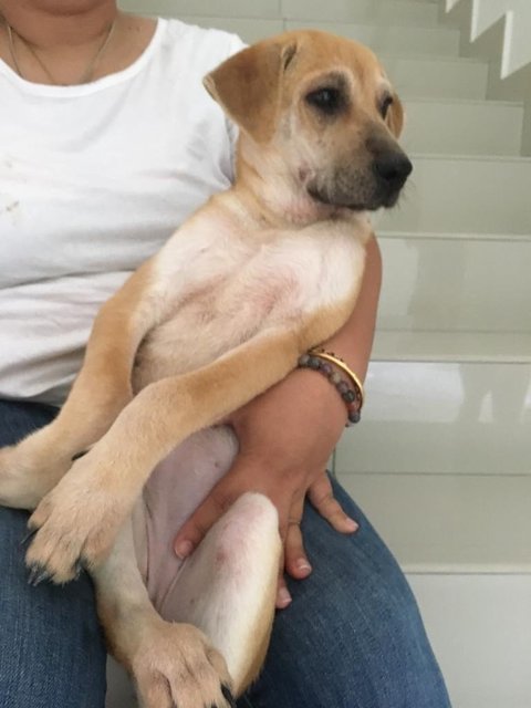 Dora Cutey - Mixed Breed Dog