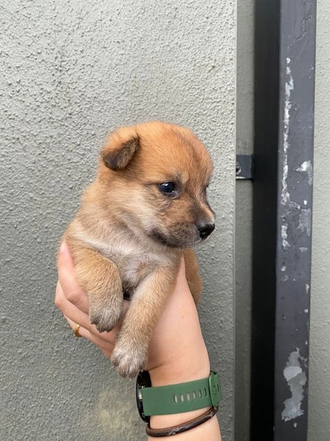 Browny - Mixed Breed Dog