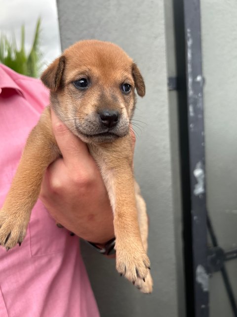 Browny - Mixed Breed Dog