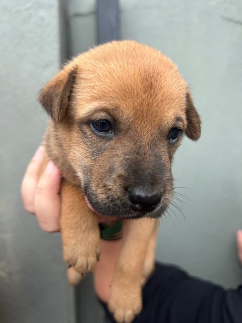 Browny - Mixed Breed Dog