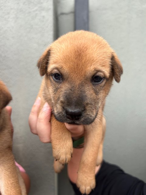 Browny - Mixed Breed Dog