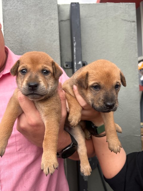 Browny - Mixed Breed Dog