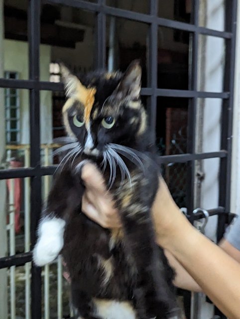 Calico - Domestic Medium Hair Cat