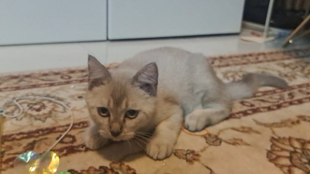 Baek - British Shorthair + Scottish Fold Cat