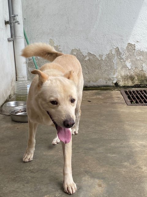 Maverick - Labrador Retriever Mix Dog