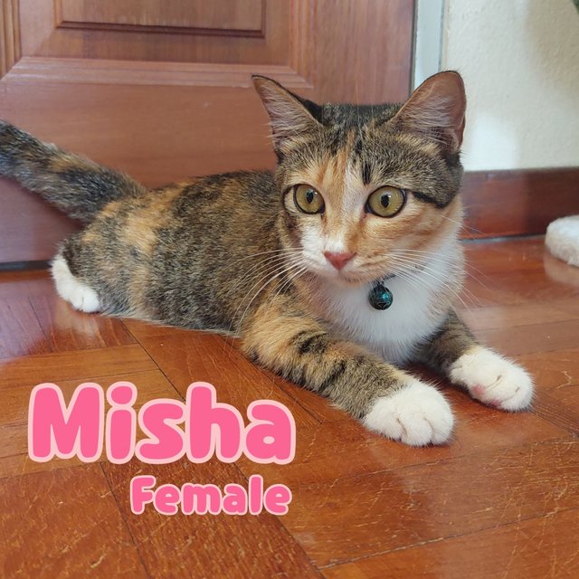 Misha - Calico + Domestic Short Hair Cat