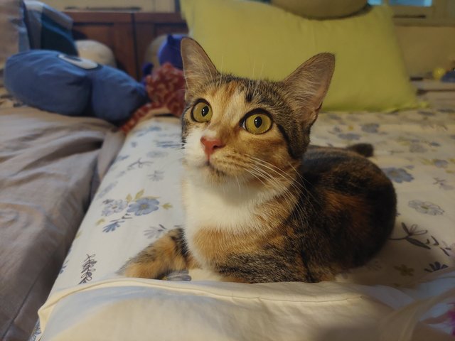 Misha - Calico + Domestic Short Hair Cat