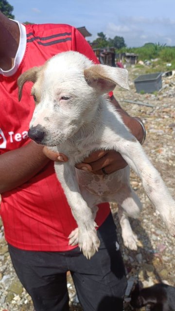 6 Puppies - Mixed Breed Dog