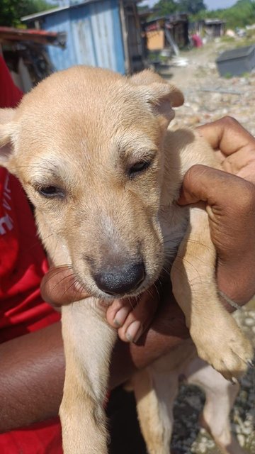 6 Puppies - Mixed Breed Dog