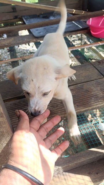 6 Puppies - Mixed Breed Dog