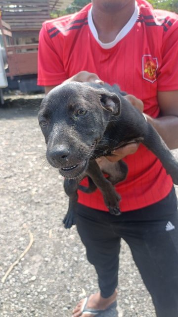 6 Puppies - Mixed Breed Dog