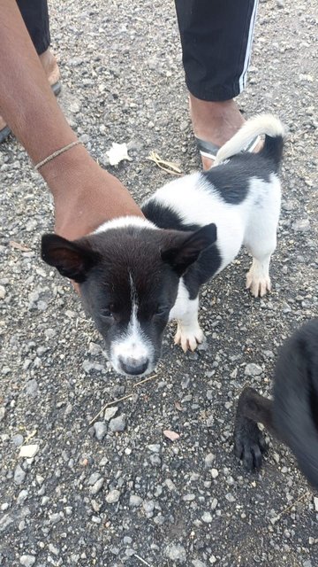 6 Puppies - Mixed Breed Dog