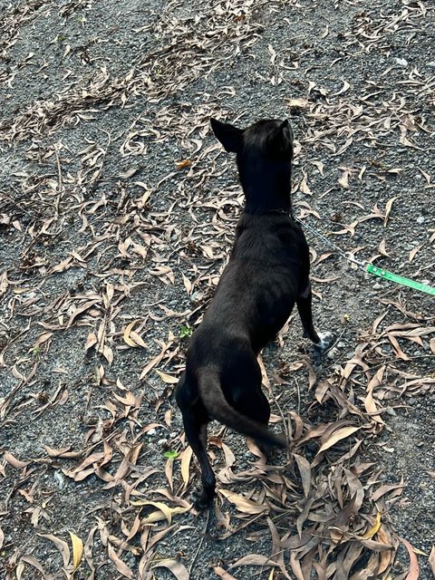 Janu (Small Size) (Sharmalan) - American Staffordshire Terrier Mix Dog