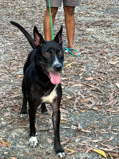 Janu (Small Size) (Sharmalan) - American Staffordshire Terrier Mix Dog